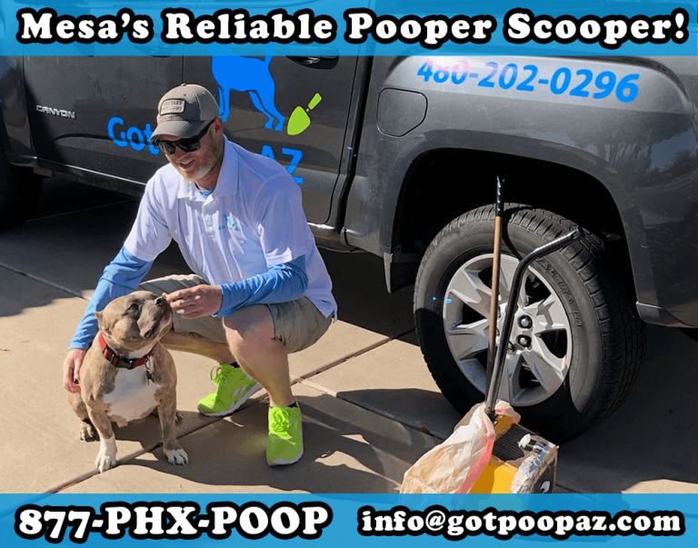 Dog Poop Removal & Clean Up Service in Mesa AZ First Clean Up FREE