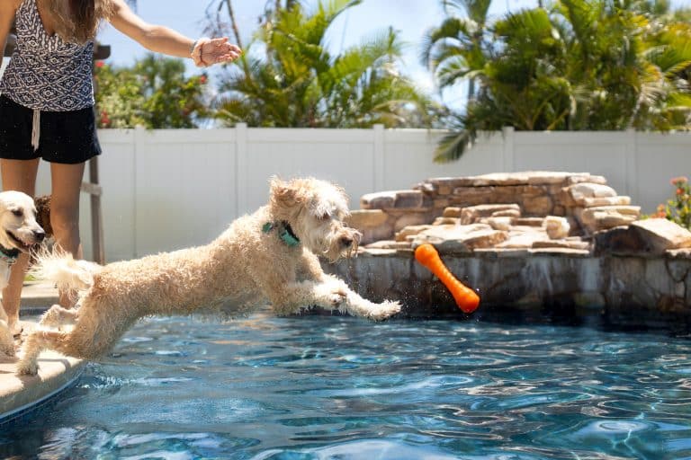 Read more about the article Activities and Products to Keep Your Dogs Cool During Arizona Hot Summers
