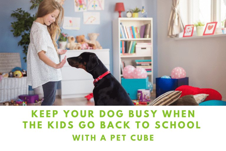 Read more about the article Keep Your Dog Busy When the Kids Go Back to School with a Pet Cube