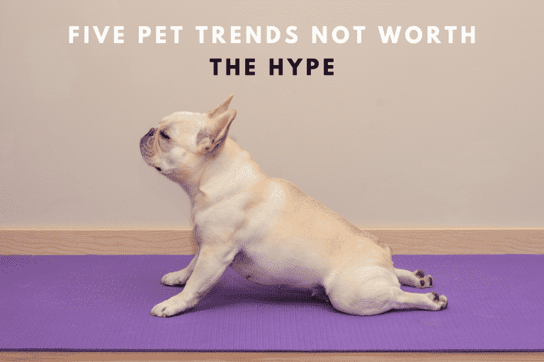 Read more about the article 5 Pet Trends That Aren’t Worth the Hype