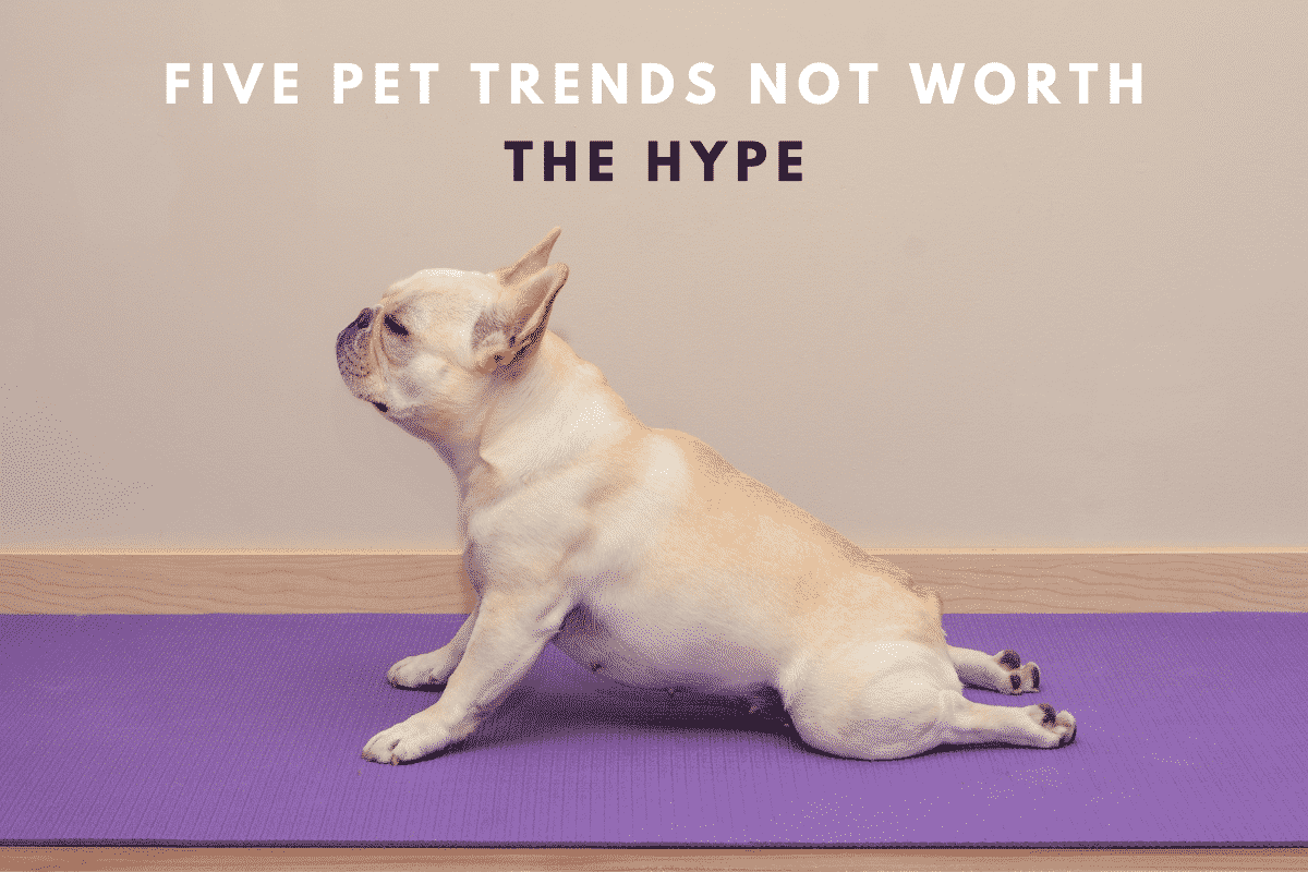 Read more about the article 5 Pet Trends That Aren’t Worth the Hype