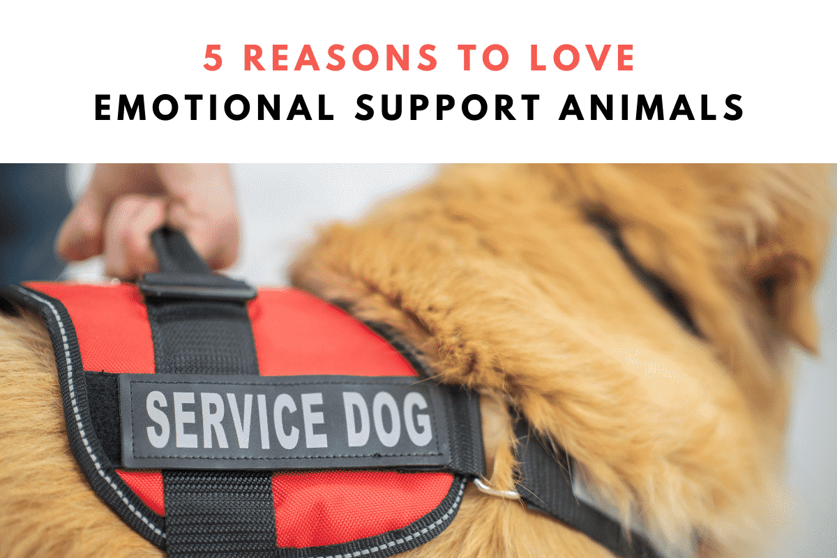 Read more about the article 5 Reasons to Love Emotional Support Animals