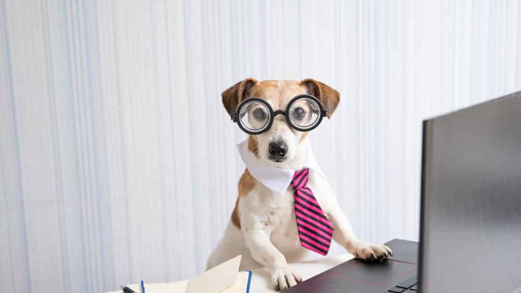 Dog on Computer - Payment Center
