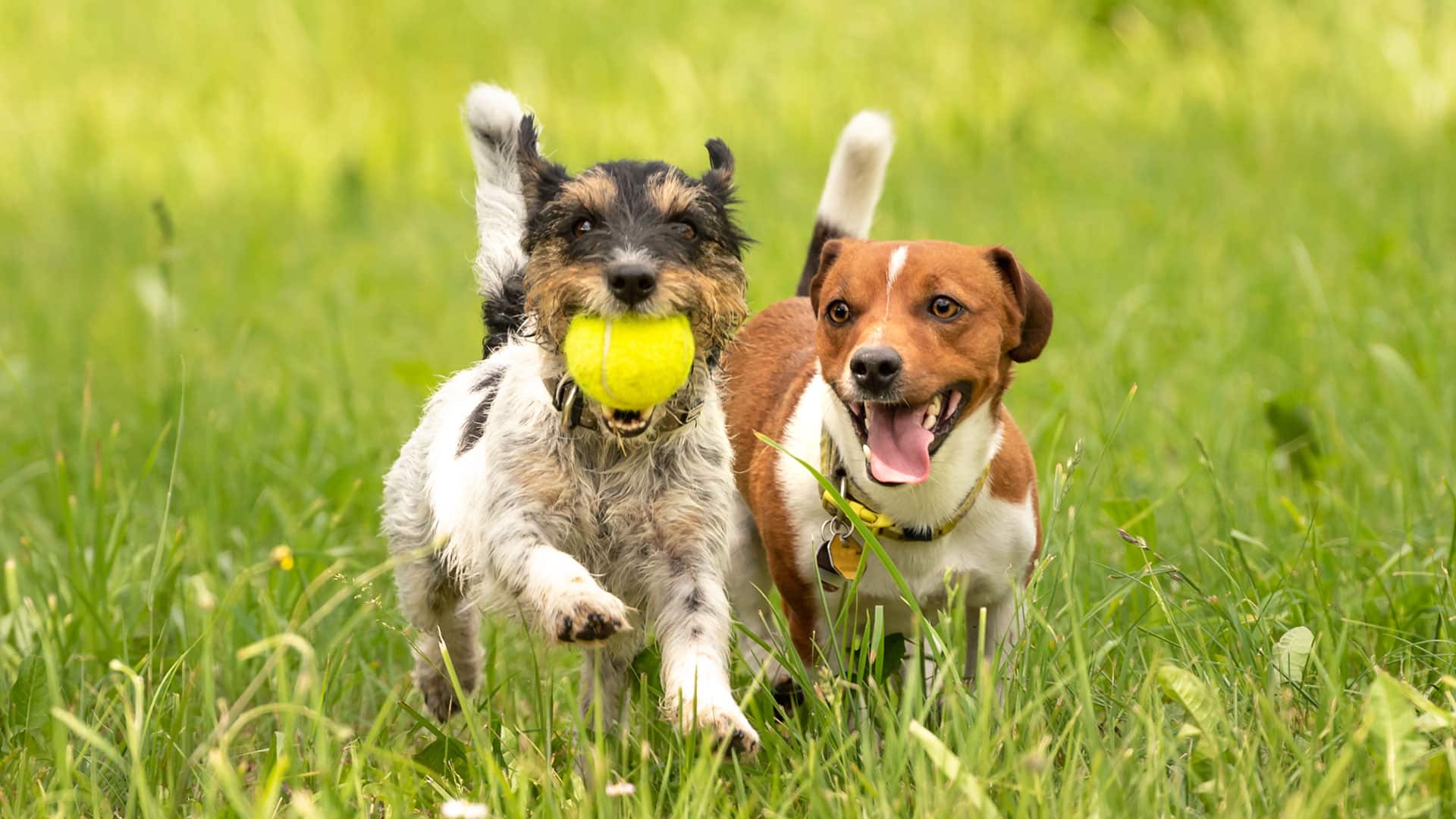 Dog Friends in Grass in Phoenix